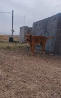 سگ اصیل