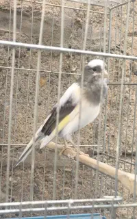 قناری نر و ماده ابلق