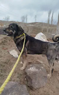 پژدر نر