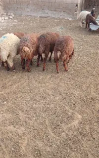 بره