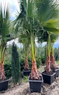 پالم فونیکس یاس هلندی سرو شیراز