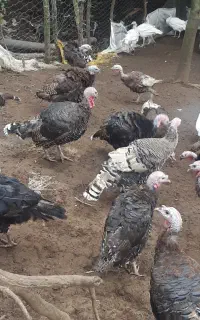 بوقلمون و نیمجه خروس