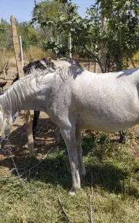 اسب تیپ دار بقیمت