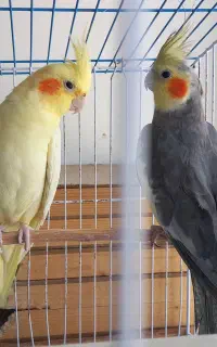عروس هلندی