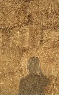 کلش