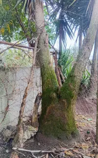 گل یوگا