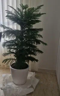 نخل مطبق آپارتمانی