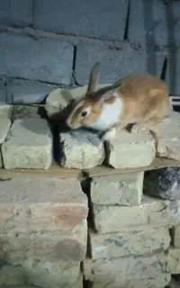 خرگوش خوشگل و باهوش
