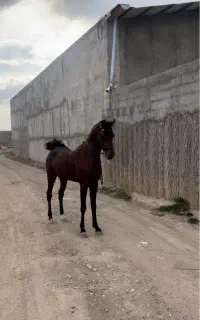 نریون کرد سواری دار