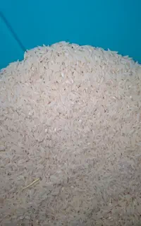 برنج طارم هاشمی خام قبل کارخانه