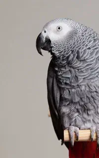 کاسکو‌ دم قرمز سخن گو  ۴ الی ۵ ساله