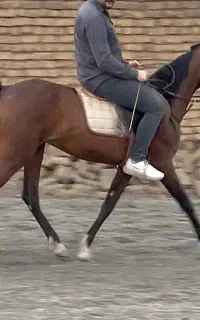 فروش مادیان زیبای کلاسی، مادیون مناسب سواری و کلاس