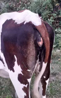 یک عدد گاو ماده شکمدار