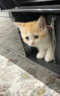 بچه گربه بریتیش