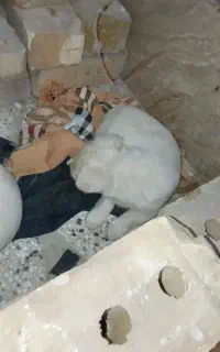 سگ پاکوتا