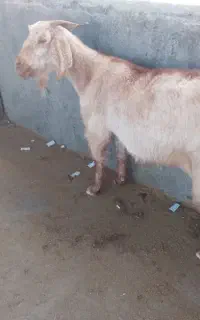 بز جوان