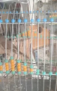 سهره قناری وغیره