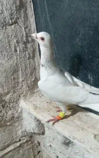 کفتر سار