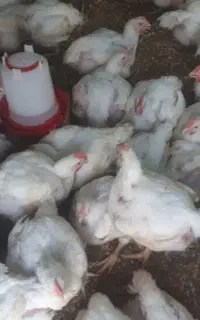 مرغ زنده