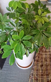 گل طبیعی پنجه ای
