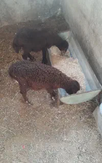 دوعدد بره نر و ماده جنس عالی