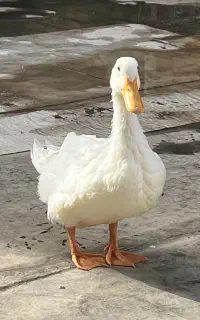اردک