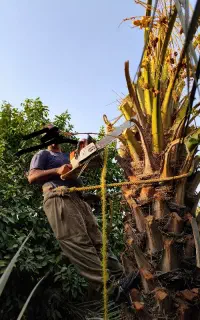 قطع نخل برش نخل درخت مخ رایگان