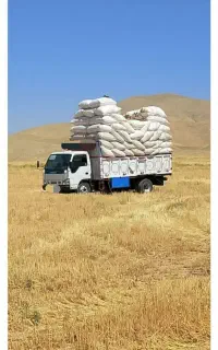 کاه درجه یک برداشت ۱۴۰۵بازار خوشی