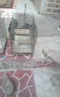 ۳ عدد قفس سهره وقاری فنج مرغ عشق