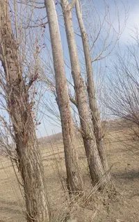 خریدفروش‌‌انواع‌چوب