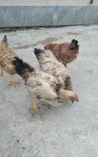 خروس