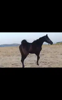 اسب
