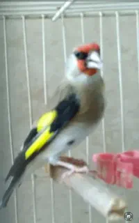 سهره