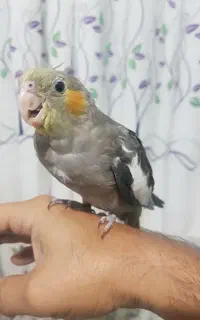 جوجه عروس دستی
