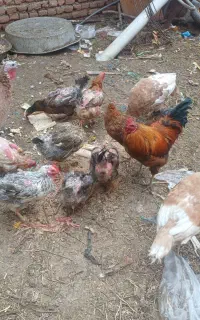 مرغ طبیعی محلی