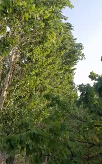 ۱۸۰۰ متر درخت ۱۵ساله مجوزساخت معاوضه با ماشین