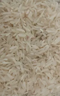 برنج فجر سوزنی