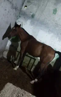 نریون کره فولاد دوسر