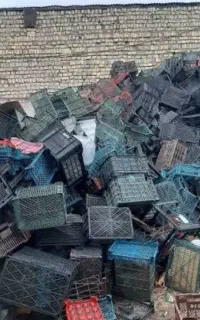 سبد میوه