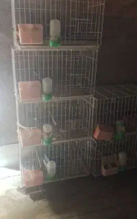 قفس جوجه کشی کبوتر