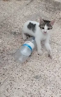گربه + هدیه
