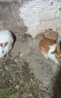 یک جفت خرگوش با دوتا بچه