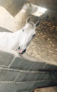 اسب عرب خالص