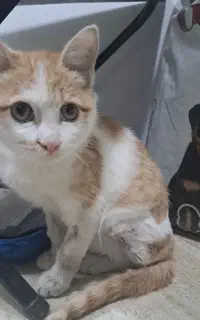 واگذاری گربه