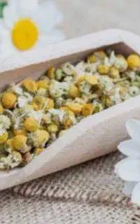 گل بابونه