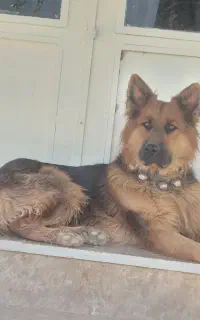 سگ ژرمن