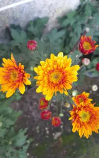 گل داوودی وگل کاغذی