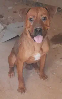 بیت بول