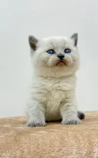 گربه نژاددار