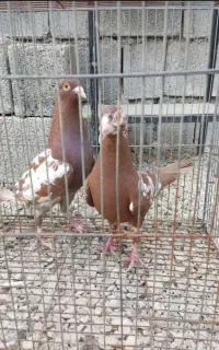 کبوتر